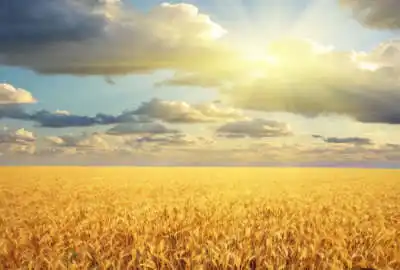 ۱۲ هکتار زمین کشاورزی محدوده شهر زیر پیست موتور سواری