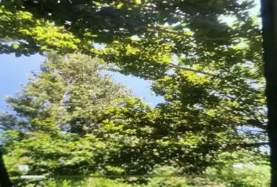 باغ ۷۰۰ متری مشجر روستای لم آباد در ملارد