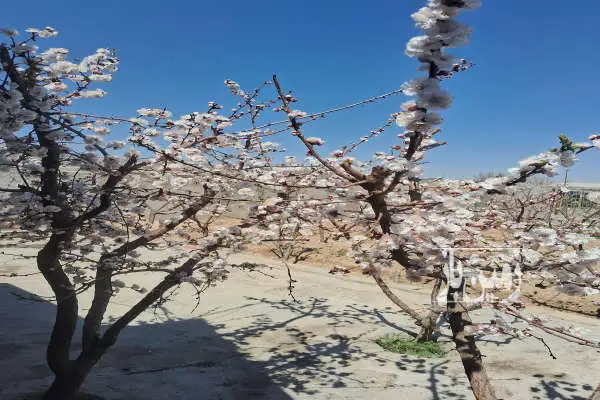 باغچه ۷۳۰ متری در منطقه شاهدشهر - تصویر 3