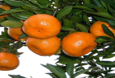 باغ نارنگی کمربندی غربی شهرک امام حسین ۲۸۵ متر