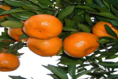 باغ نارنگی کمربندی غربی شهرک امام حسین ۲۸۵ متر