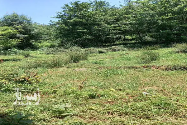 زمین ۳۹۰۰ متری سیاهکل روستای کولاک اور - تصویر 2