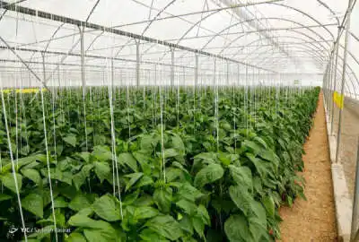زمین کشاورزی روستای افجان برای ساخت گلخانه پروانه ۴۷۰۰ متری
