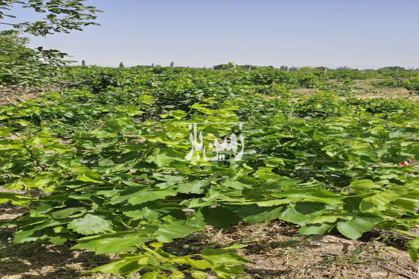 یک هکتار باغ انگور بیدانه گردو بادام در روستای دیال اباد-4