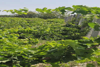 یک هکتار باغ انگور بیدانه گردو بادام در روستای دیال اباد