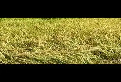 زمین کشاورزی در روستایی راهمالی برای کشت برنج و غیره