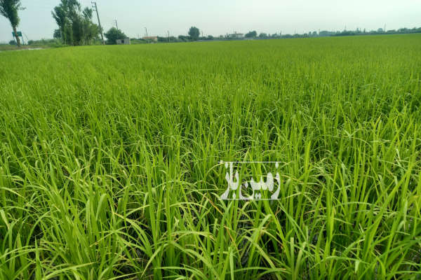 زمین کشاورزی در جاده جویبار روستای قادیکلا بر اصلی دو نبش-1
