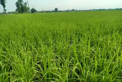 زمین کشاورزی در جاده جویبار روستای قادیکلا بر اصلی دو نبش