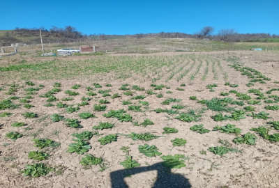 زمین ۶۳۰ متری در روستای کرسام ساری