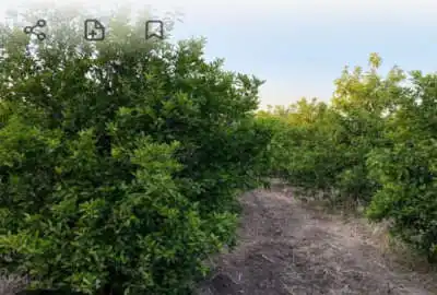 باغچه مرکبات شهرک پیروزی دارای چاه برقی کانال اب