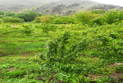 باغ بادام در روستای زیبای چم طاق ۲۵۰۰ متر