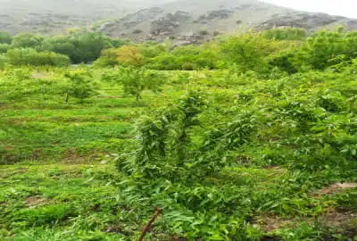 باغ بادام در روستای زیبای چم طاق ۲۵۰۰ متر