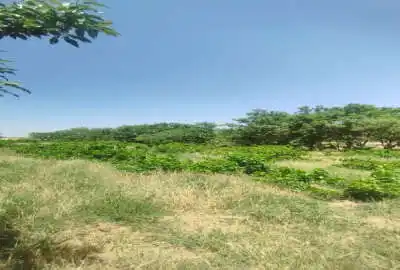 باغ سنتی با ۴۰ عدد درخت بادام در منطقه خوش آب هوا
