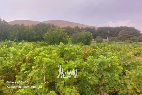 باغ ثمری انگور ۳۳۰۰ متر واقع در شهرک پردیس - تصویر 2