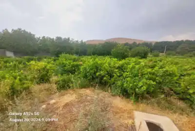 باغ ثمری انگور ۳۳۰۰ متر واقع در شهرک پردیس