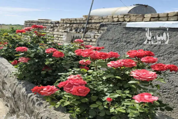 باغ یک هکتاری ۳۵ کیلومتری قم روستای قاضی بالا - تصویر 3