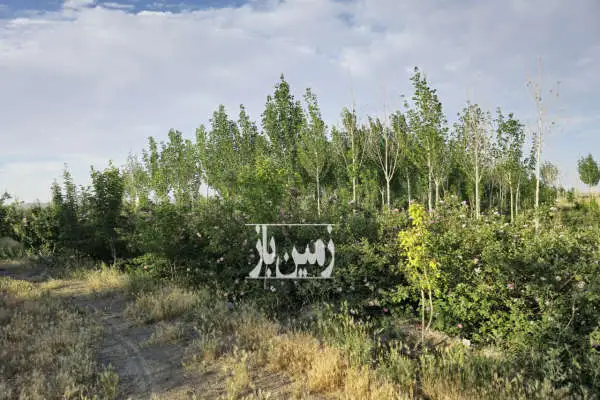 باغ یک هکتاری ۳۵ کیلومتری قم روستای قاضی بالا - تصویر 4