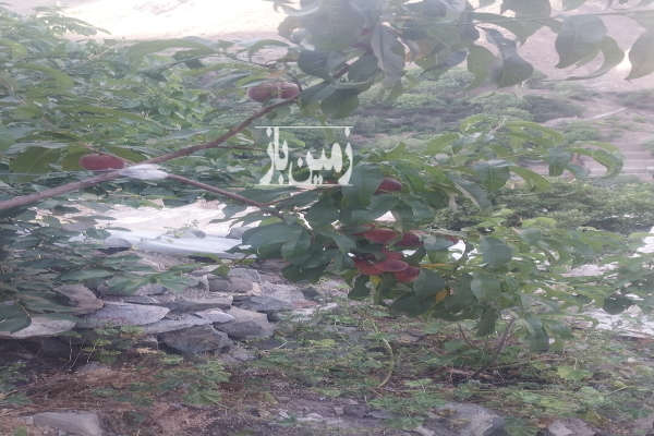 زمین مسکونی سولقان روستای کیگا سند تک برگ ۲۰۰ متر-2