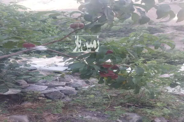 زمین مسکونی سولقان روستای کیگا سند تک برگ ۲۰۰ متر - تصویر 2