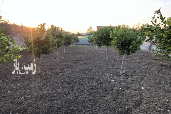 زمین باغی به متراژ ۹۰۰ متر واقع در چمازکتی-4