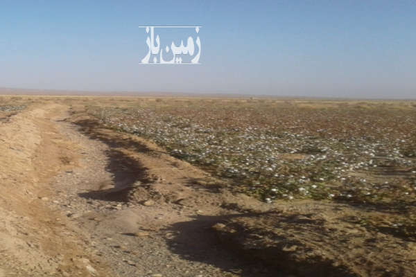 ۴۰ هکتار زمین کشاورزی در یحیی آباد شامکان-1