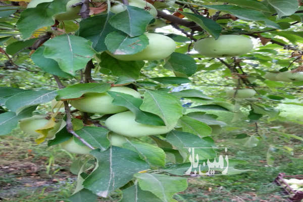 یک هکتار زمین یک هکتار باغ روستای سالی ۲۰۰۰۰ متر-1