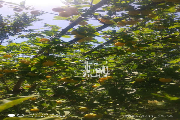 یک هکتار زمین یک هکتار باغ روستای سالی ۲۰۰۰۰ متر-2