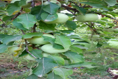 یک هکتار زمین یک هکتار باغ روستای سالی ۲۰۰۰۰ متر