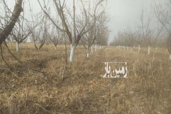 باغ بادام با درختان اصلاح شده اسپانیایی در آخولا ۶۰۰۰ متر - تصویر 1