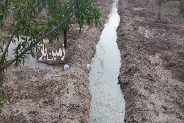 باغ بادام با درختان اصلاح شده اسپانیایی در آخولا ۶۰۰۰ متر - تصویر 2