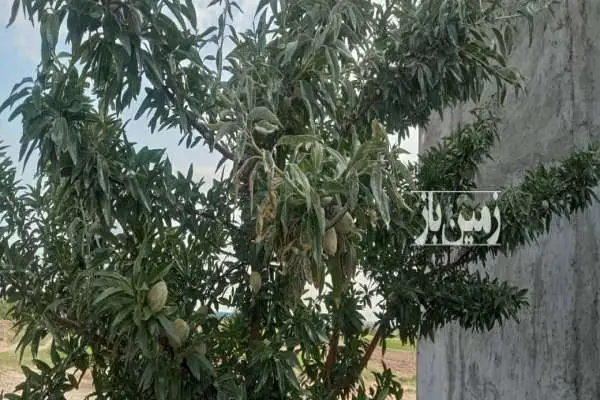 باغ بادام با درختان اصلاح شده اسپانیایی در آخولا ۶۰۰۰ متر - تصویر 3