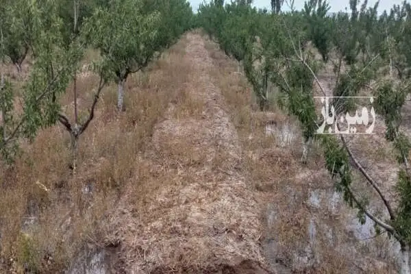 باغ بادام با درختان اصلاح شده اسپانیایی در آخولا ۶۰۰۰ متر - تصویر 4