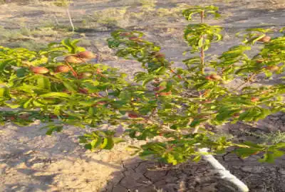 باغچه ۱۶۵۰ متری دارای درخت های بارده استخر در روستای شیخ حسن