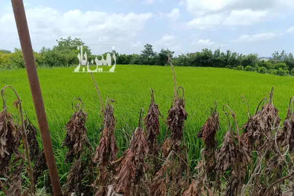 زمین مسکونی لکه زرد بر اصلی ۲۷ متر بر جاده دریا - تصویر 1