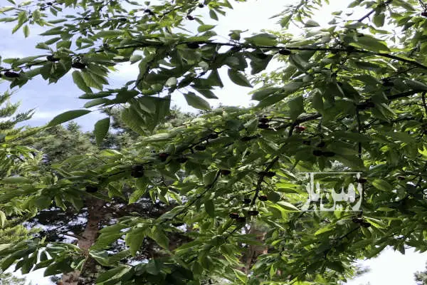 ۵۰۰ متر زمین با سند تک برگ چهار دیواری گلستان یک - تصویر 1