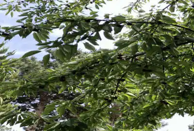 ۵۰۰ متر زمین با سند تک برگ چهار دیواری گلستان یک