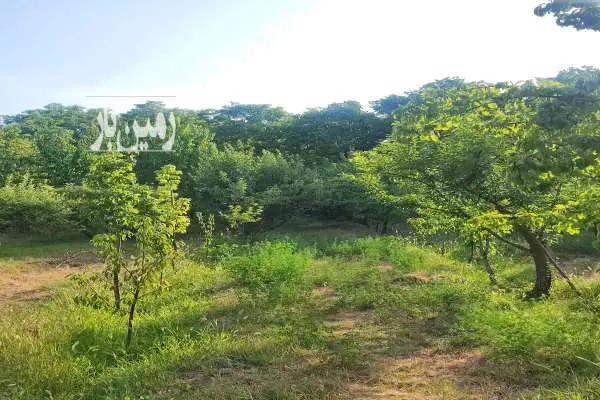 باغ میوه ۱۳۵۰ متری با امکانات تفریحی در روستای رشوانلو - تصویر 4