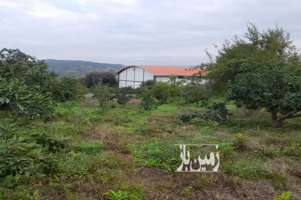 باغ با محصولات بارده در جاده کیاسر روستای سنگتراشان ۶۴۵۰ متر - تصویر 2