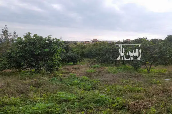 باغ با محصولات بارده در جاده کیاسر روستای سنگتراشان ۶۴۵۰ متر - تصویر 4