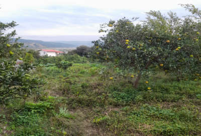 باغ با محصولات بارده در جاده کیاسر روستای سنگتراشان ۶۴۵۰ متر