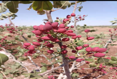 باغ پسته اکبری و احمداقایی ۷ هکتار بین سبزوار و نیشابور