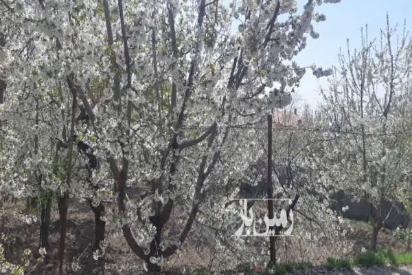 باغ بی نظیر در افجه لواسان فروش فوری ۸۵۲ متر - تصویر 2