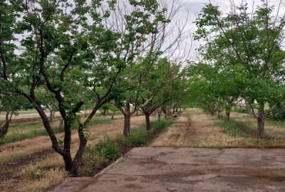 باغ سر حال قدیمی در محمود آباد نمونه ۲۰۰۰ متر