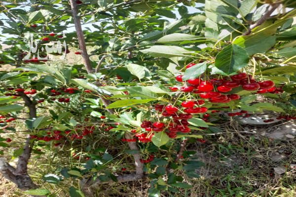 باغ در روستای زرغان از جاده اصلی ۷۰ متر فاصله-1