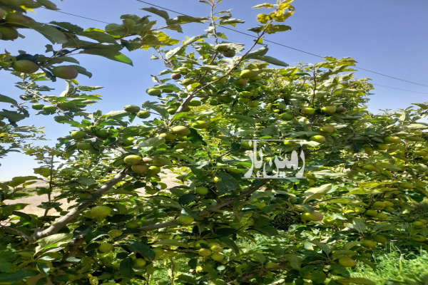 باغ در روستای زرغان از جاده اصلی ۷۰ متر فاصله-4