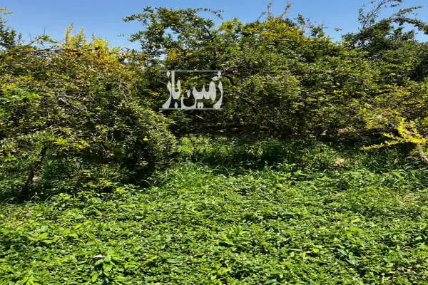 باغ سرزنده شاهدیه بهترین جای ابرنداباد ۵۰۰ متری - تصویر 4