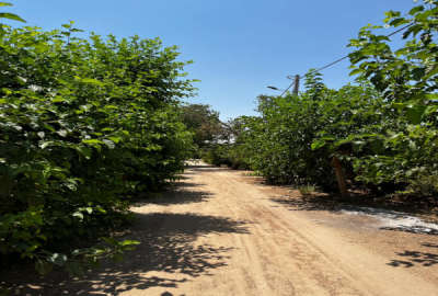 باغ سرزنده شاهدیه بهترین جای ابرنداباد ۵۰۰ متری