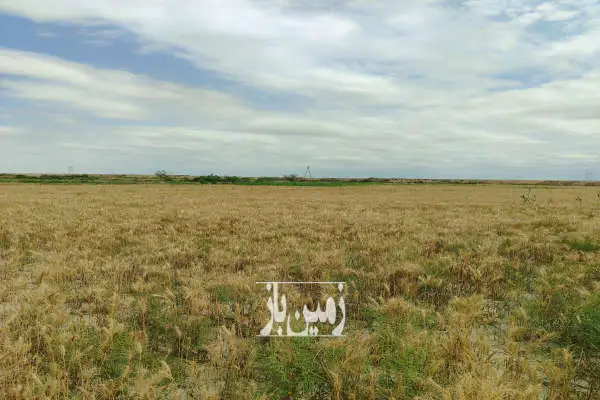 زمین زراعی ۱ هکتار آبی آبیاری از آب رودخانه بخش داشلی برون روستای ترشکلی - تصویر 1