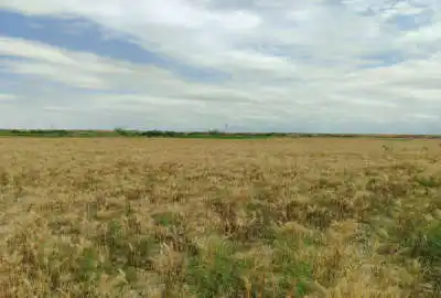زمین زراعی ۱ هکتار آبی آبیاری از آب رودخانه بخش داشلی برون روستای ترشکلی