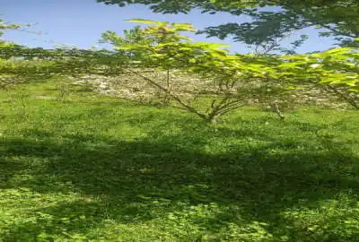 باغ ۱۱۰۰ متری فندق سیب گلابی آلبالو روستای افراتخته منطقه علی مراد